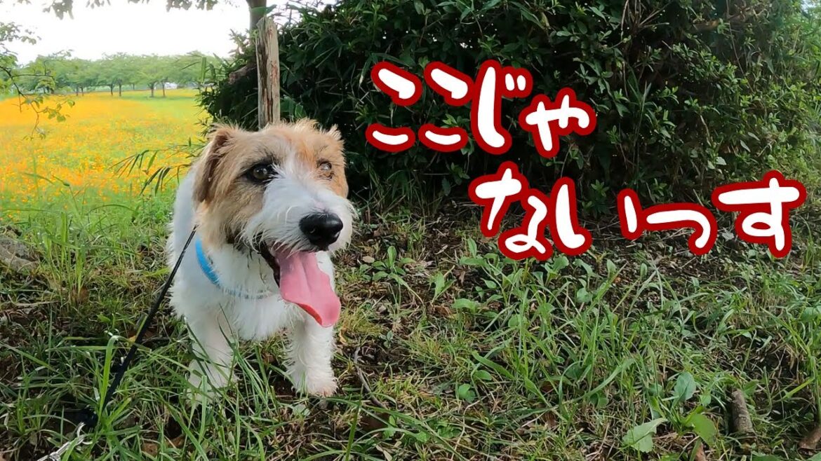 【ジャックラッセルテリア】花畑に来たものの遺憾の意を表しつつ歩く犬