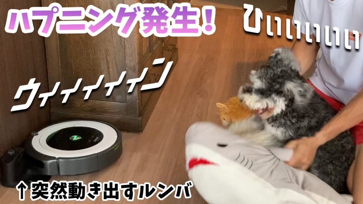 【腹筋崩壊】突然動き出すルンバに大パニック！｜ミニチュアシュナウザーのホイミ【おもしろ】