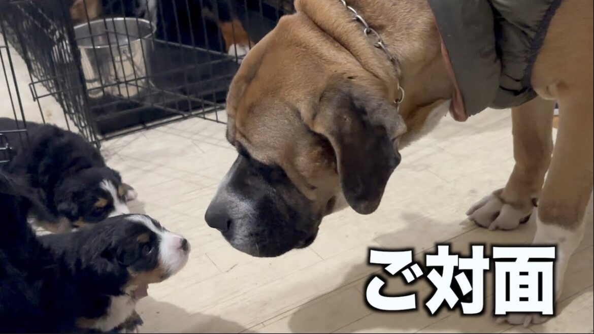 アデル・ロイと初対面はどうなった？