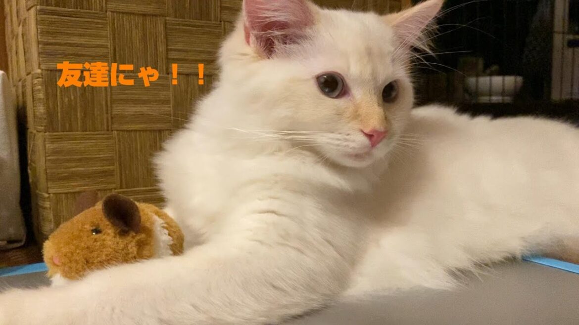 まったりするてら丸社長（子猫）Relaxing Teramaru President (kitten)