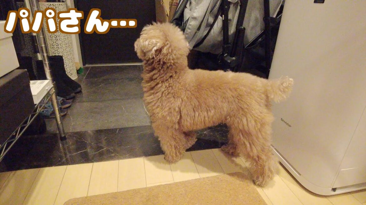 朝すでにパパがいない事に気づいた兄犬のある行動に涙…