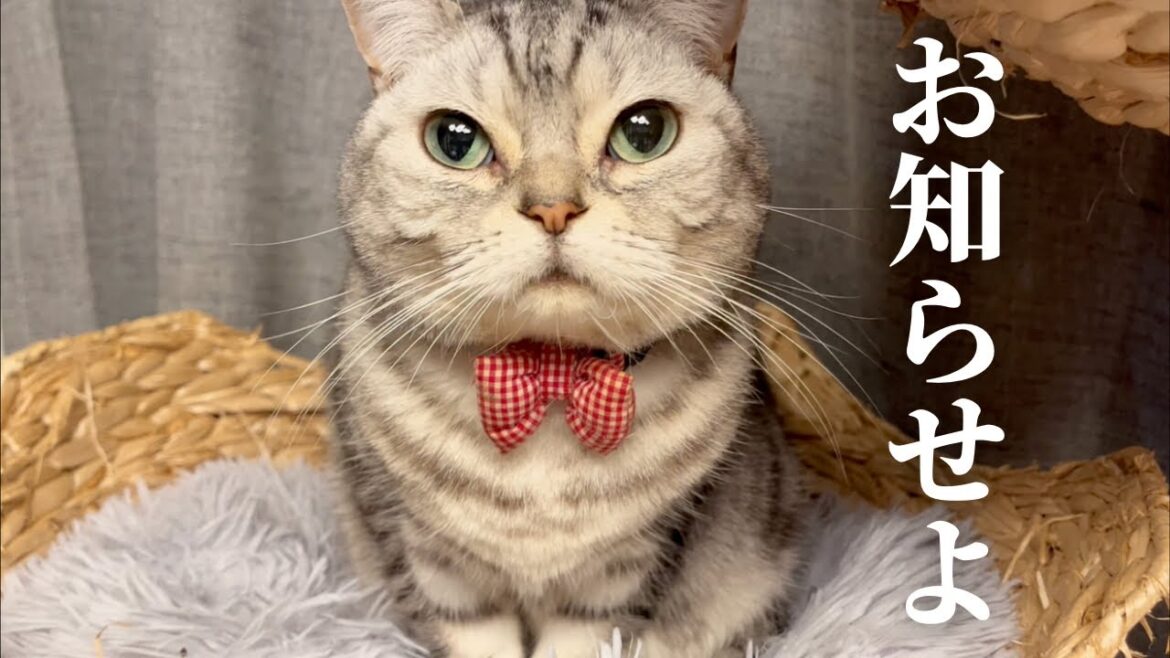 お知らせよ