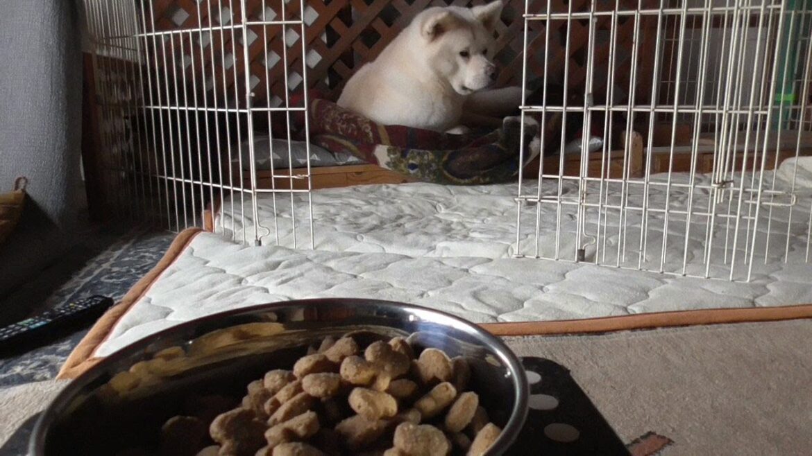 【秋田犬ゆうき】おやつとにぼしとパンを食べお団子は無視してようやくフードにたどり着く【akita dog】