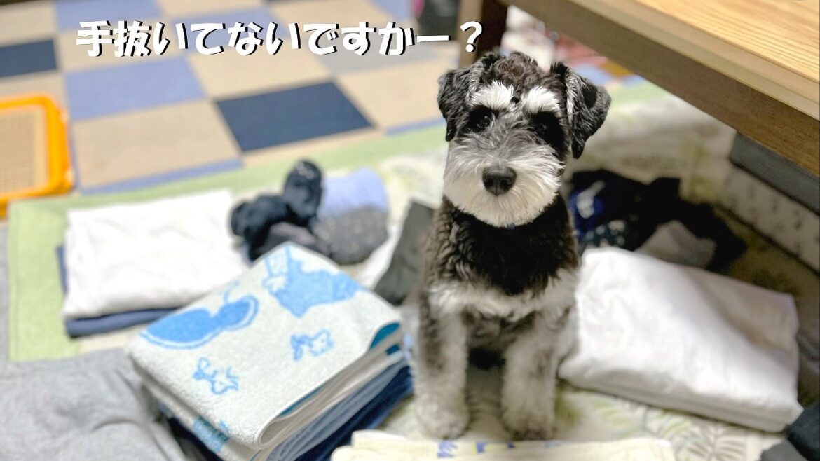 【手抜きGメン犬】家事の手抜きを監視する兄シュナウザーまろ【ミニチュアシュナウザー多頭飼い】 【手抜きGメン犬】家事の手抜きを監視する兄シュナウザーまろ【ミニチュアシュナウザー多頭飼い】