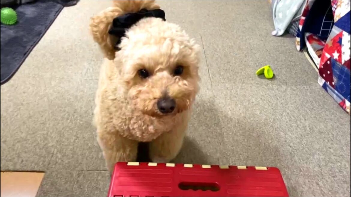 ドッグフードを変えたら待てができなくなった大きいトイプードル【デカプー】【トイプードルのロアくん】【toy poodle】