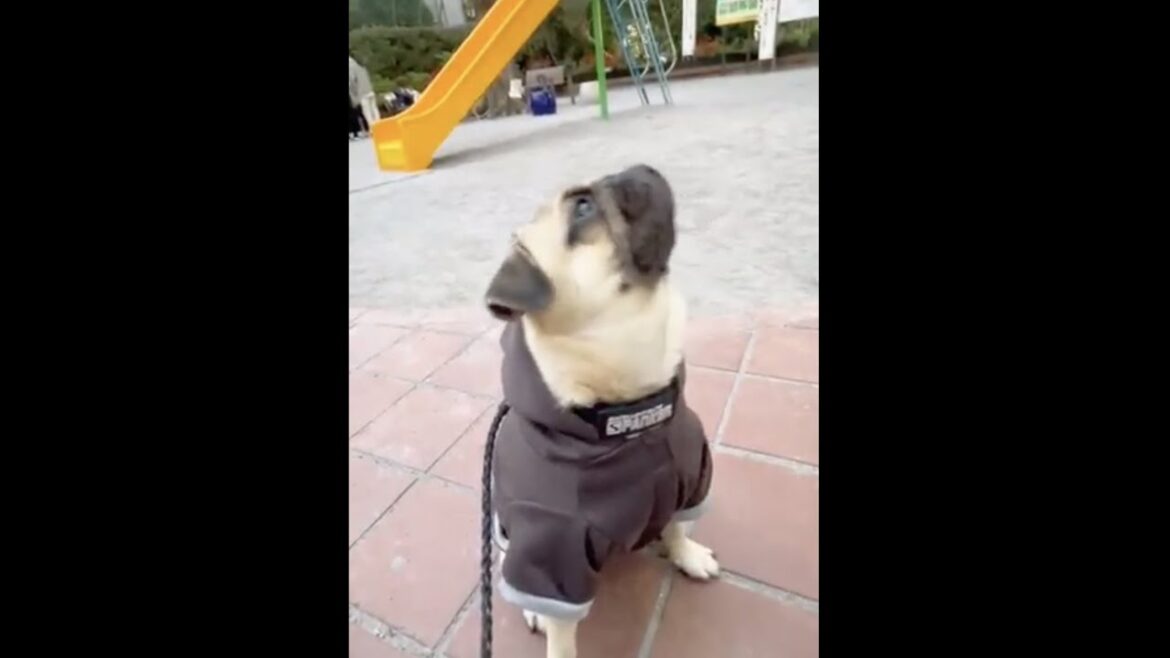 [パグ]いいにおい🐶ｸﾝｸﾝ お腹すいたー✨ #shorts