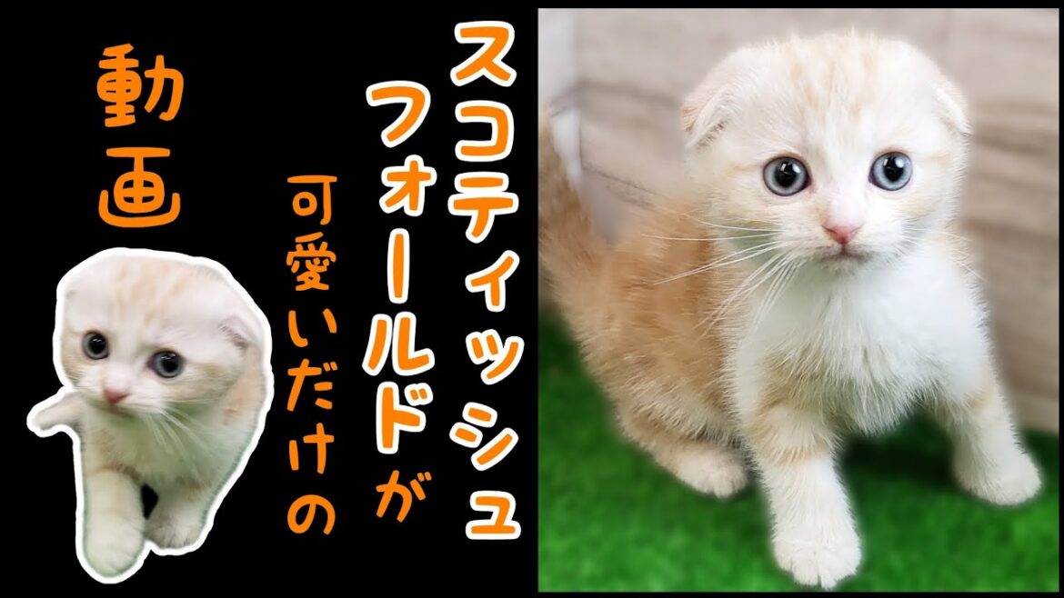 スコティッシュフォールド・子猫【府中四谷店】