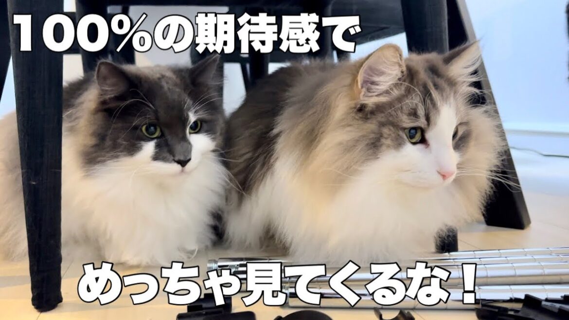 休日の猫は一心に見つめて強烈な圧をかけてくる！ノルウェージャンフォレストキャット