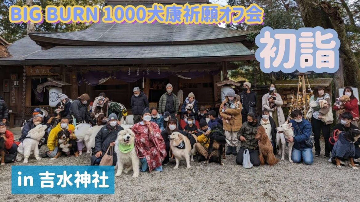 吉水神社へ初詣に行ったバーニーズマウンテンドッグ