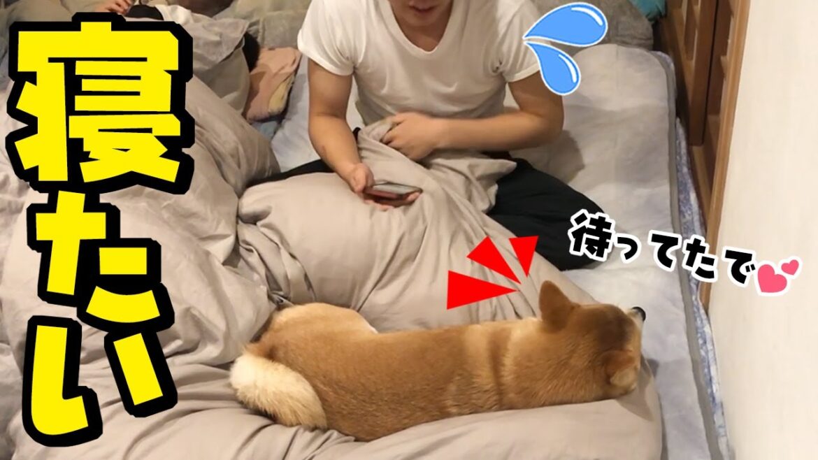 兄との別れの前夜は一緒に寝ようと布団で待つ柴犬 兄との別れの前夜は一緒に寝ようと布団で待つ柴犬