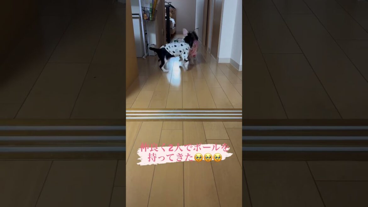 一緒にボールを持ってくるフレンチブルドッグとキャバリア #フレンチブルドッグ #キャバリア #多頭飼い #shorts