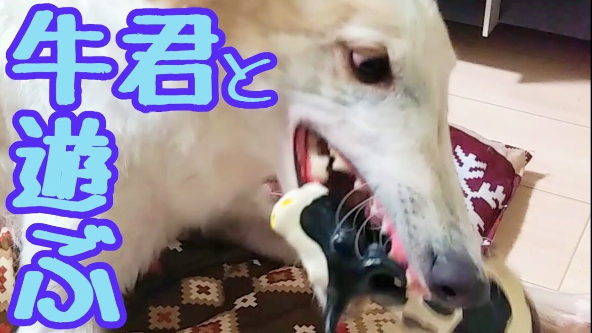 【ボルゾイ】牛のおもちゃと楽しそうに遊ぶ大型犬【超大型犬】