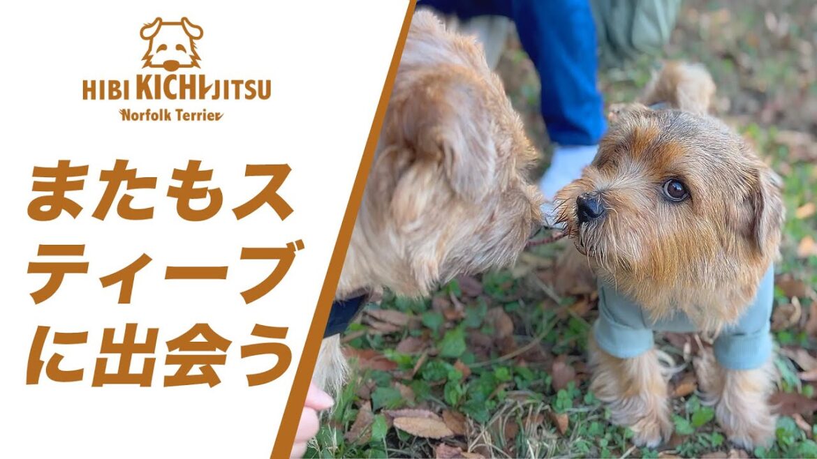 愛犬キチ  スティーブくんと偶然の再会 in 代々木公園【ノーフォークテリア  norfolkterrier 】