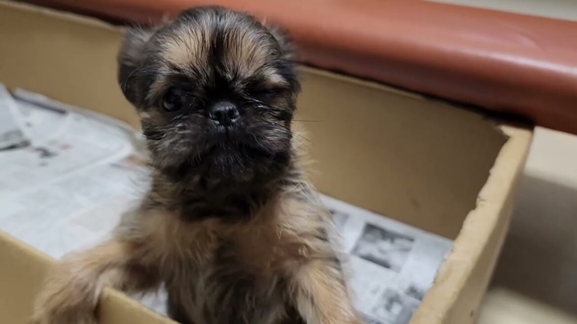 ブリュッセルグリフォン 珍しいわんちゃん