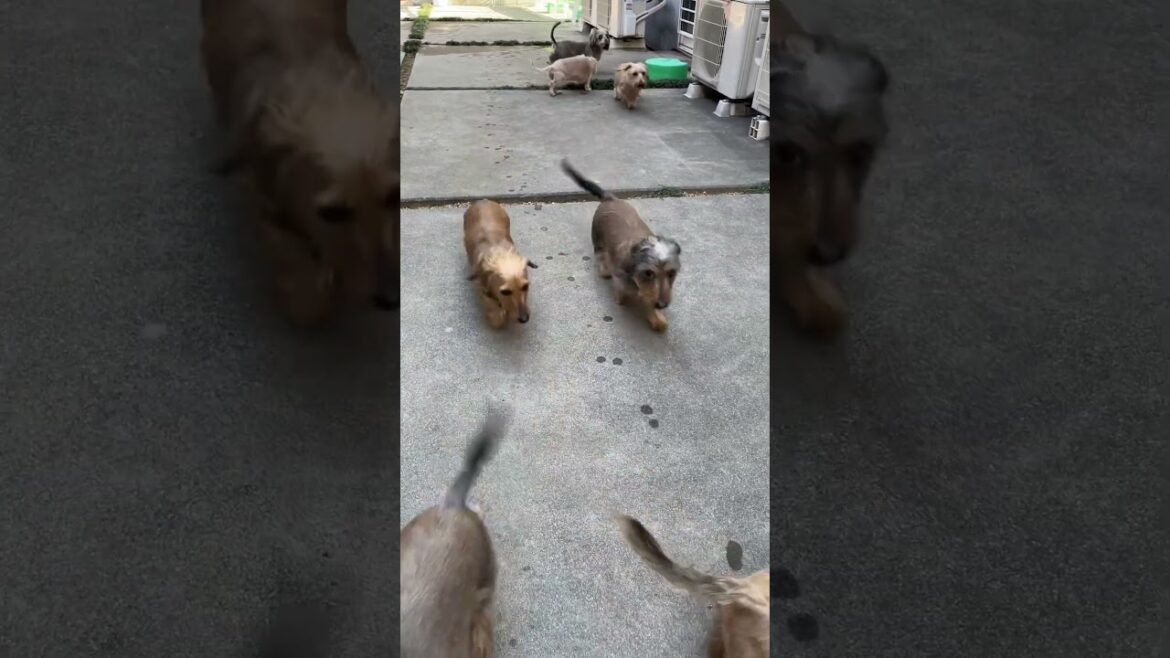 ワイヤーダックス達