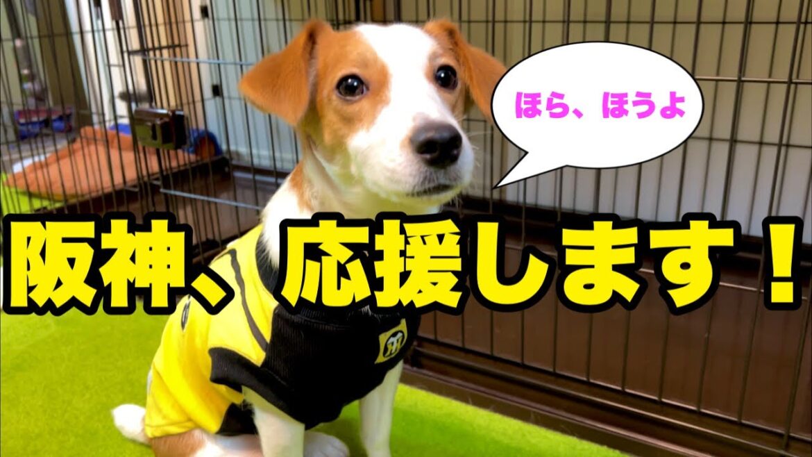【阪神タイガース】今年はガッツリ応援する事にした犬［しゃべる犬 ジャックラッセルテリア］