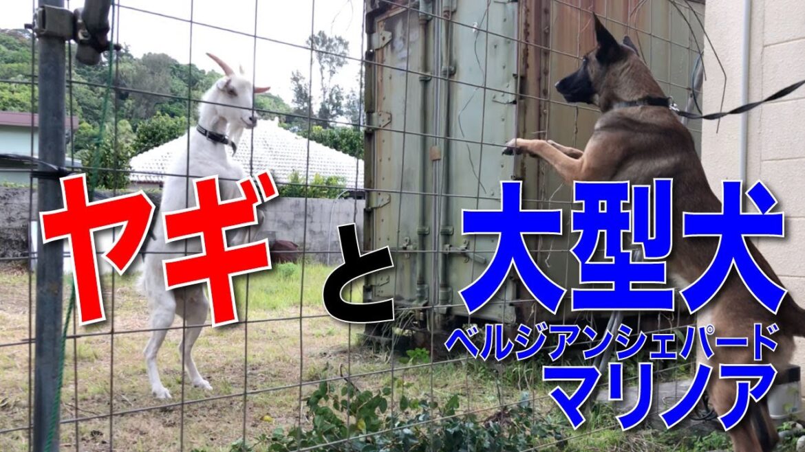 【気の強いヤギ】と大型犬Bシェパードマリノア初めての出会い。