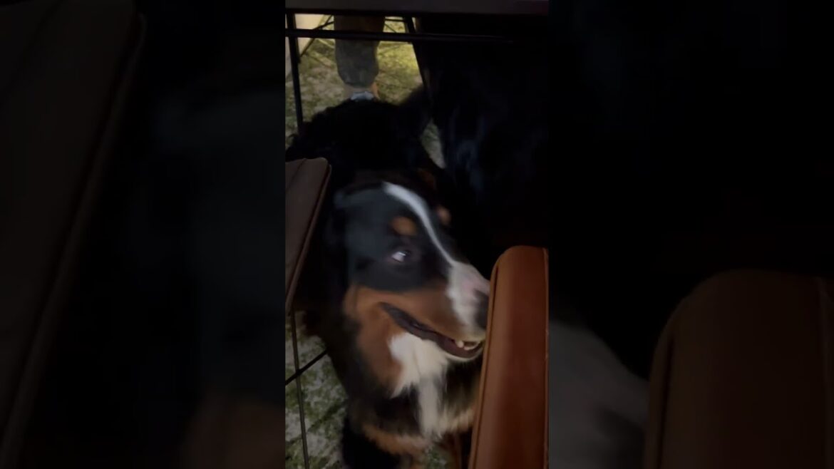 狭い所で何かを企む姉弟（ニューファンドランド・超大型犬・ハニーちゃん・バーニーズマウンテンドッグ・大型犬・ライリーくん） #shorts