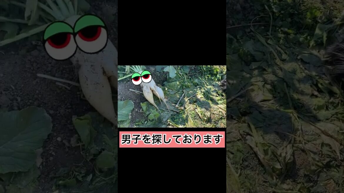【畑荒らし】ペキニーズ犬と大根さんと大根くん/dog/peki #shorts