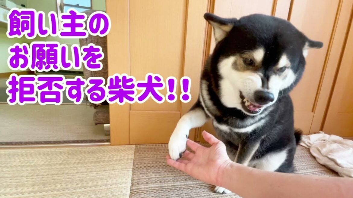飼い主のお願いを拒否する柴犬！！