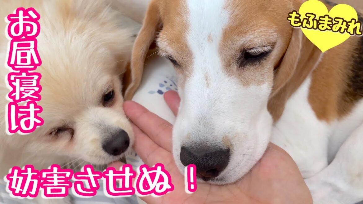 ママはさつきさんの安眠を守れるか!?【ビーグルさつき&ポメ梵天】 ママはさつきさんの安眠を守れるか!?【ビーグルさつき&ポメ梵天】