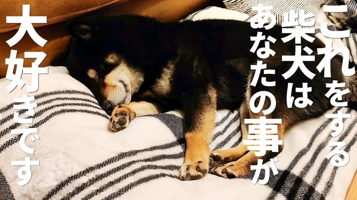 柴犬は信頼している大好きな飼い主にこの行動をします。【黒柴犬】【shiba inu】【豆柴】