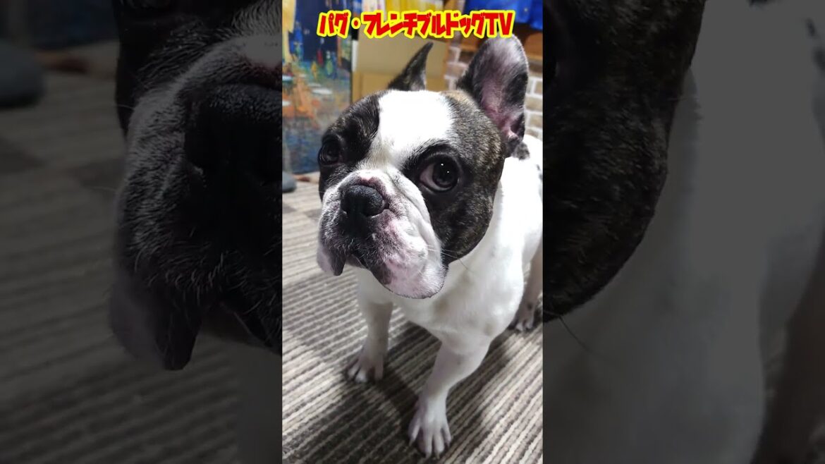 驚かしたら、呆然とするフレンチブルドッグ　『ぶーちゃん日記』