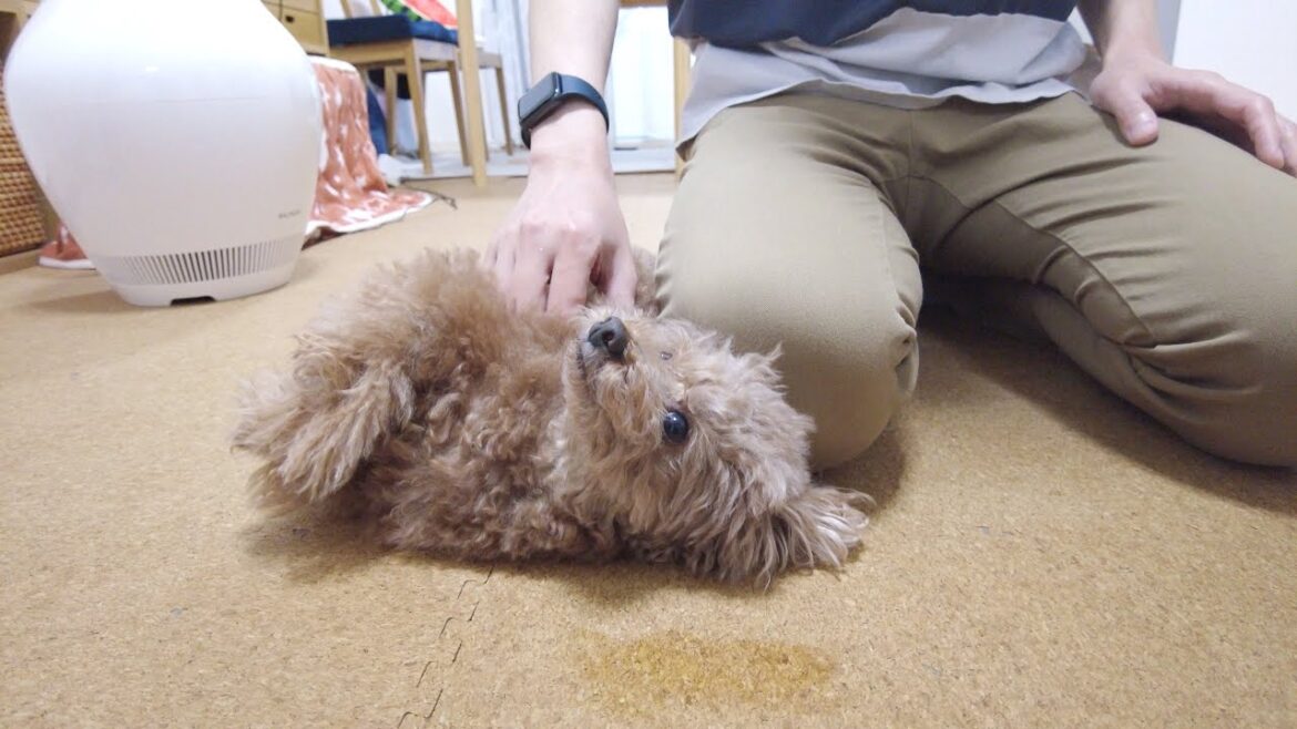 朝からいなかったパパが帰って嬉しすぎて離れなくなった兄犬が可愛い