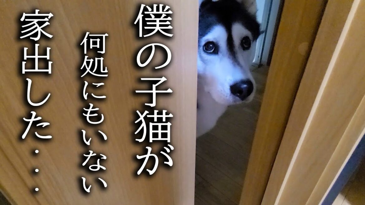 最愛の子猫が家出したと思い必死で探す親犬がこちらです...