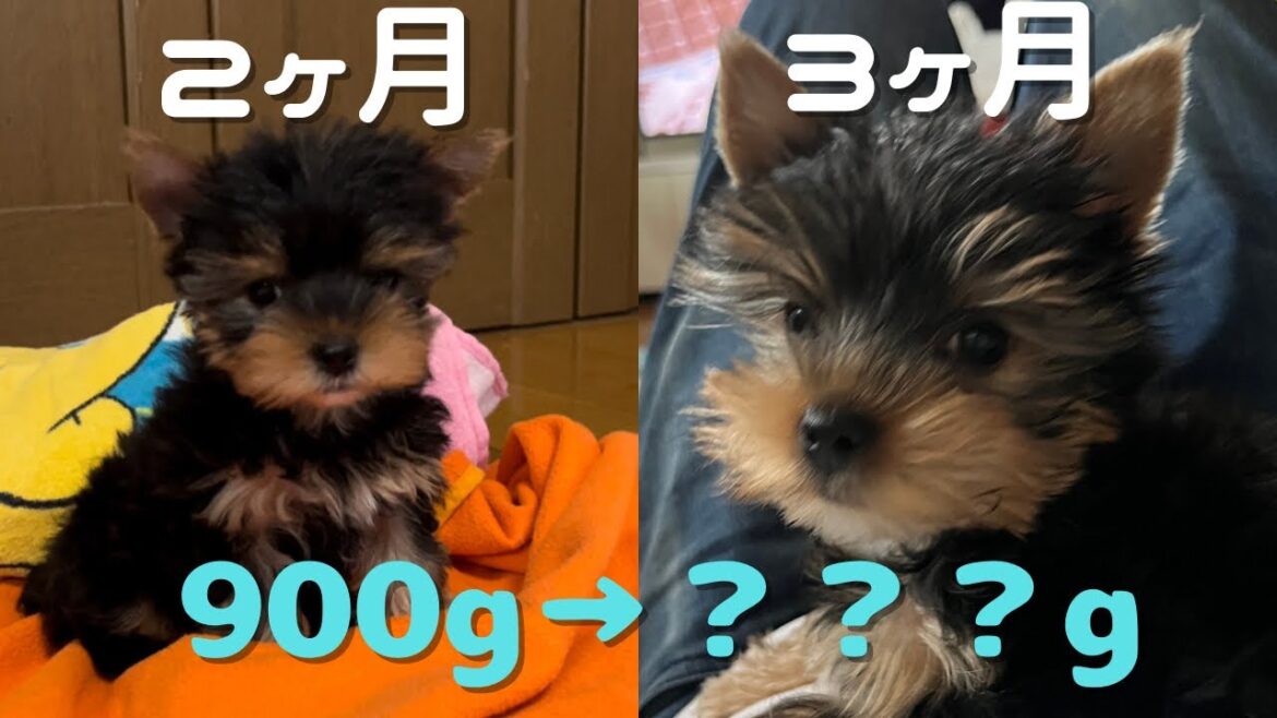 ＃12【子犬のヨークシャーテリア】ひなた君　３ヶ月記念　体重測定＆初めてのおやつ