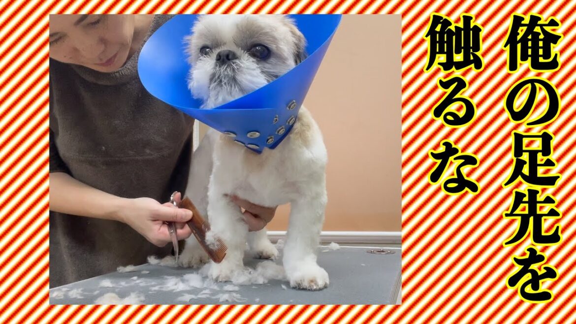 #119 　【嫌がる子】足先が嫌なシーズー