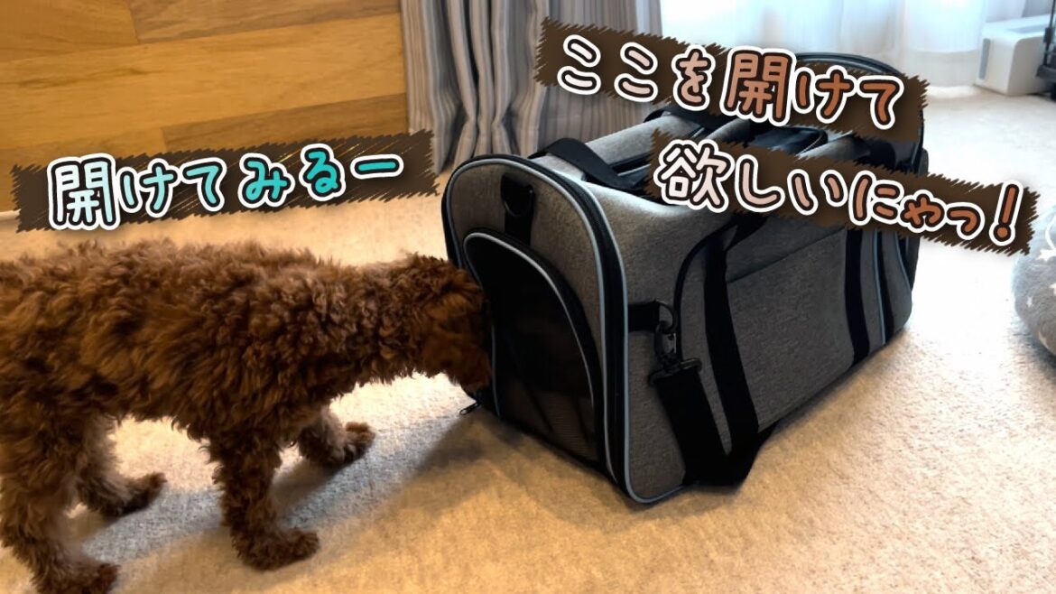 ワクチン接種から逃れようとするベンガル猫とトイプードル -Bengal cat and toy poodle trying to escape vaccination-