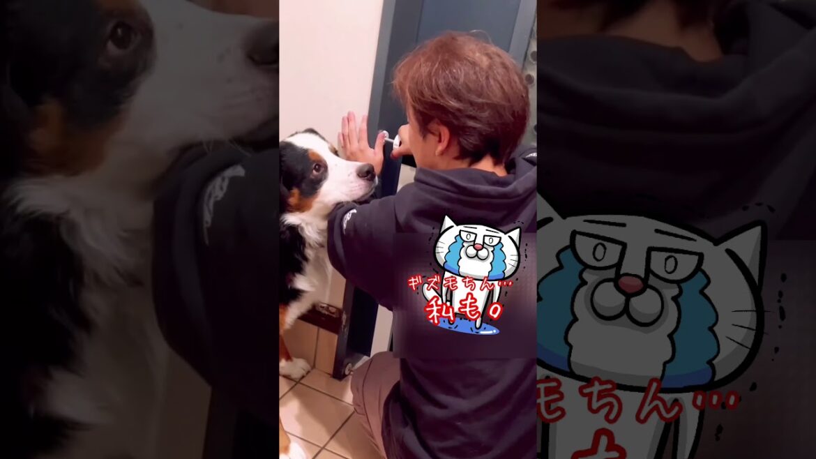 いや、いやいや犬の攻撃。結果。バーニーズマウンテンドッグの成長記録 #shorts #dog #subscribe #short #pet #vlog #bernesemountaindog #大型犬