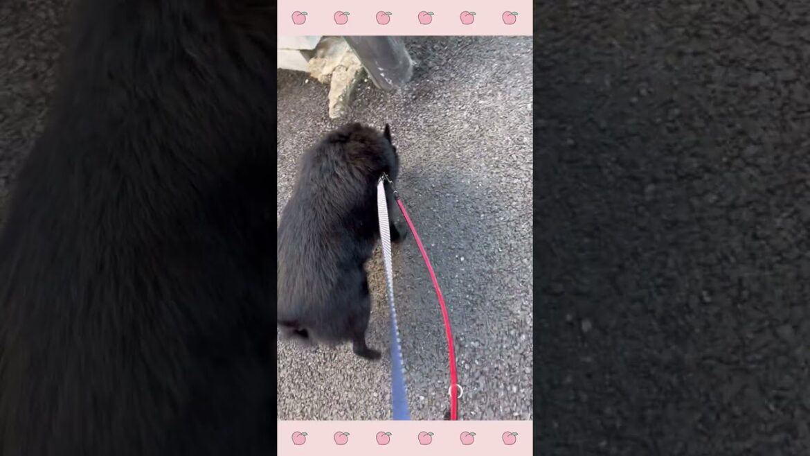 パピーほいくえんの様子〜スキッパーキノアくん♪犬のしつけ#犬の幼稚園 #shorts