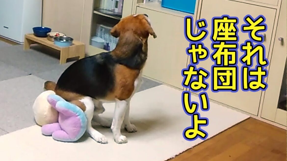 ぬいぐるみを座布団にしていました　ビーグルこてつ　Beagle