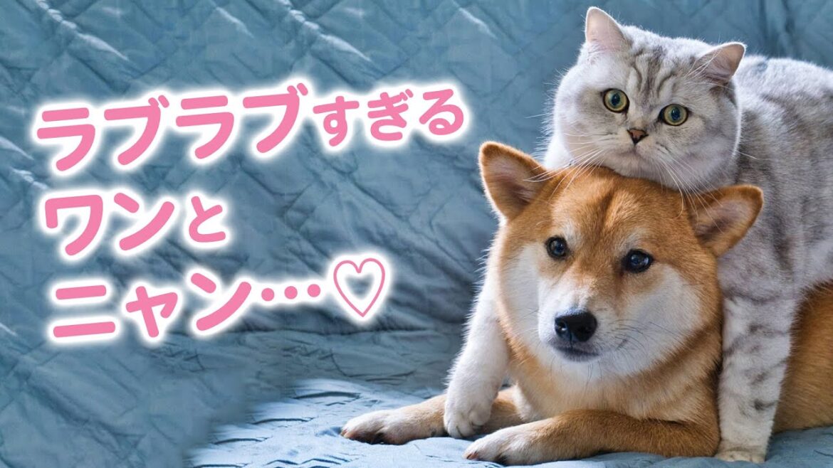 ニャンコがワンコにマッサージ!?　なんともラブラブな柴犬さんとニャンさん♡