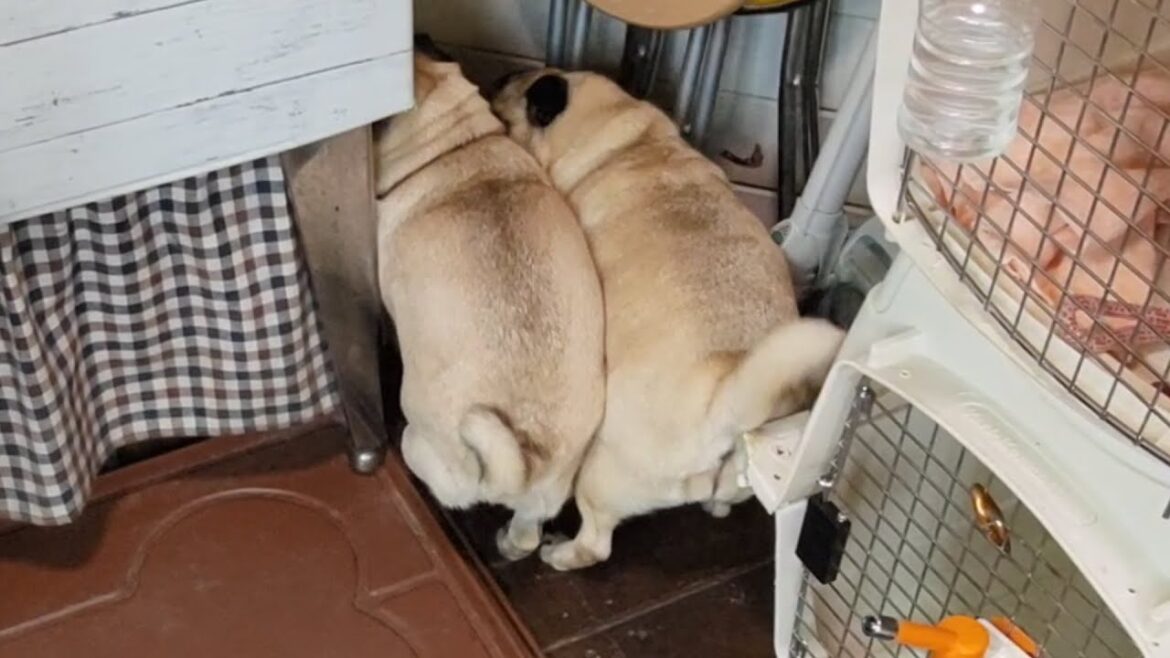 もちもちパグ２匹の追いかけっこが可愛いすぎるWWWWWWWWWWWW