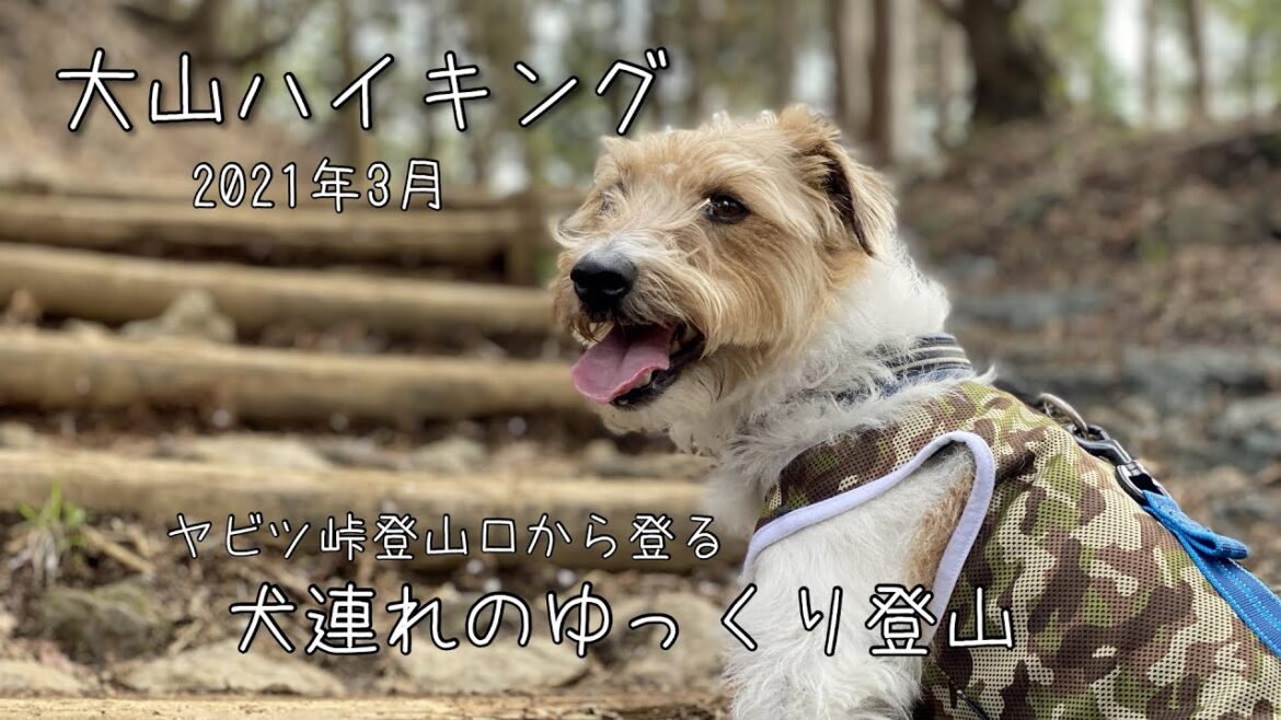 ジャックラッセルテリアJAKE  大山へハイキング　のんびり犬連れ登山　モンベルのドッグ キャリングパック Lで岩場もらくらく♪#ジャックラッセルテリア #犬連れ登山#大山