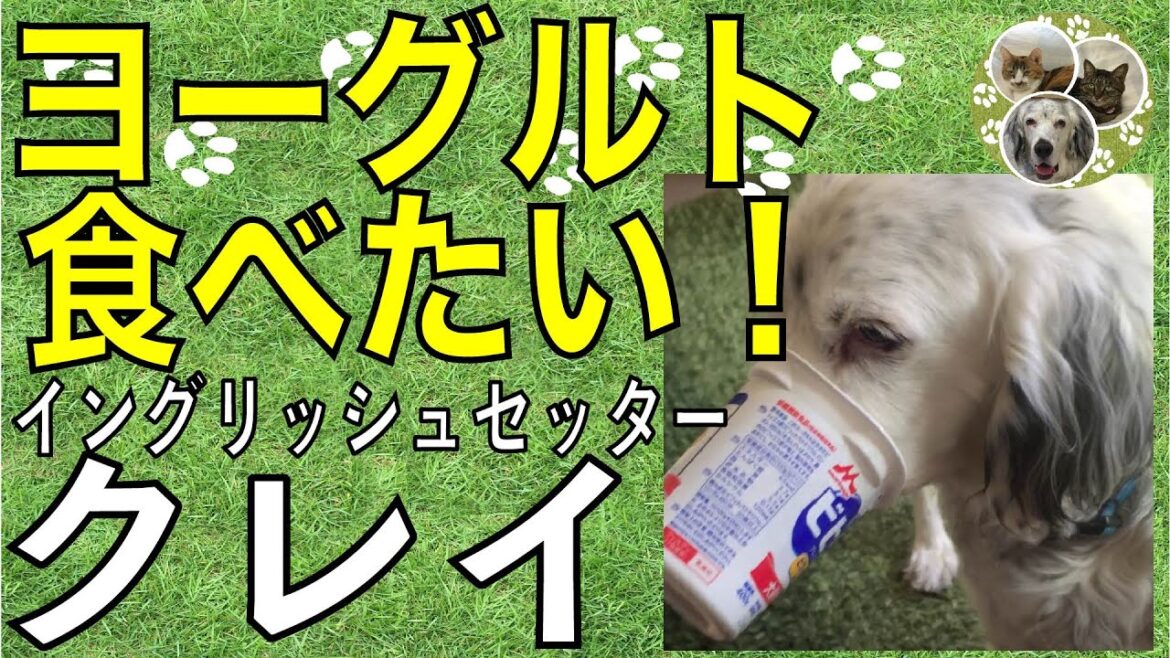 イングリッシュセッター / クー / ヨーグルト　食べたい！