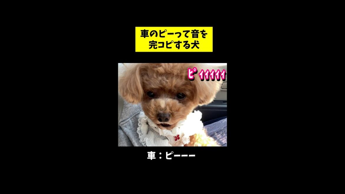 【音量注意】車の音真似シリーズ#shorts【トイプードルのコロン】
