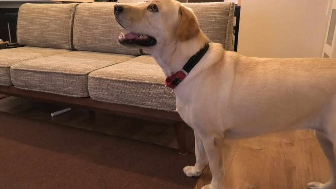 【大型犬】ラブラドールレトリーバーとの暮らし Labrador Retriever / チャピーの成長日記 #63【iPhone11】