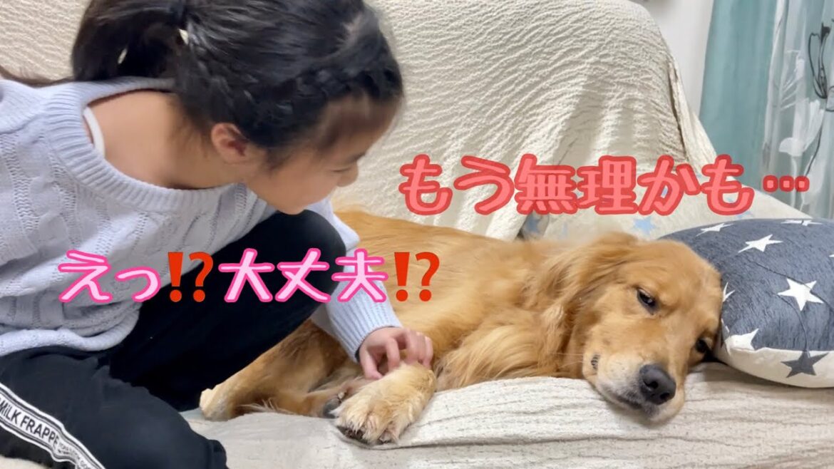 さっきまで元気良く遊んでいたのに、突然倒れてピクリとも動かなくなる大型犬クッキー【ゴールデンレトリバーとミニチュアダックスフンド】 さっきまで元気良く遊んでいたのに、突然倒れてピクリとも動かなくなる大型犬クッキー【ゴールデンレトリバーとミニチュアダックスフンド】
