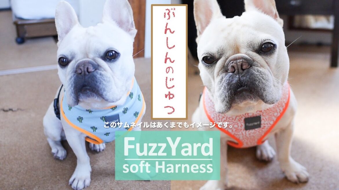 フレンチブルドッグに最適な胴輪・ハーネスの選び方［FuzzYardソフトハーネスレビュー］