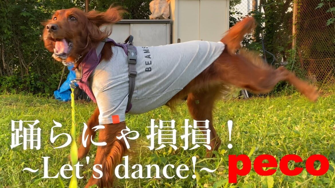 踊らにゃ損損！ ∼Let's dance!∼ （peco）　アイリッシュセター（アイリッシュセッター）Irish Setor（Irish Setter）