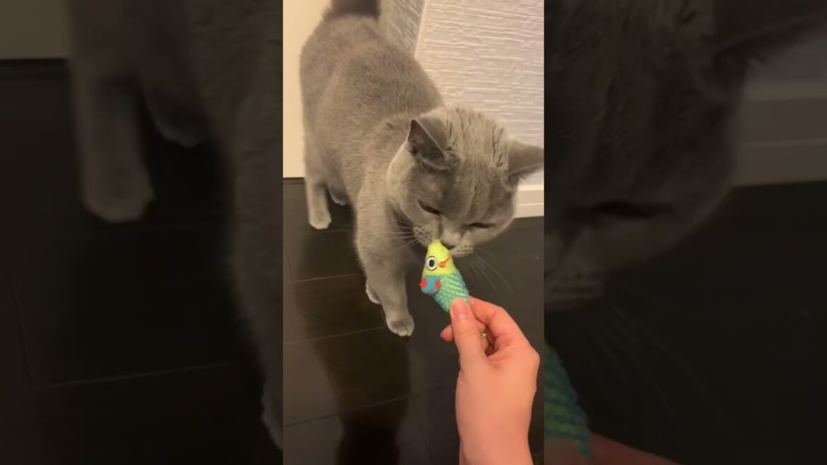 おもちゃのネズミが大好きなねこ【シャルトリュー/Chartreux cat】#shorts