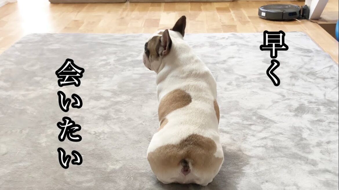 待ち焦がれる犬【フレンチブルドッグ】