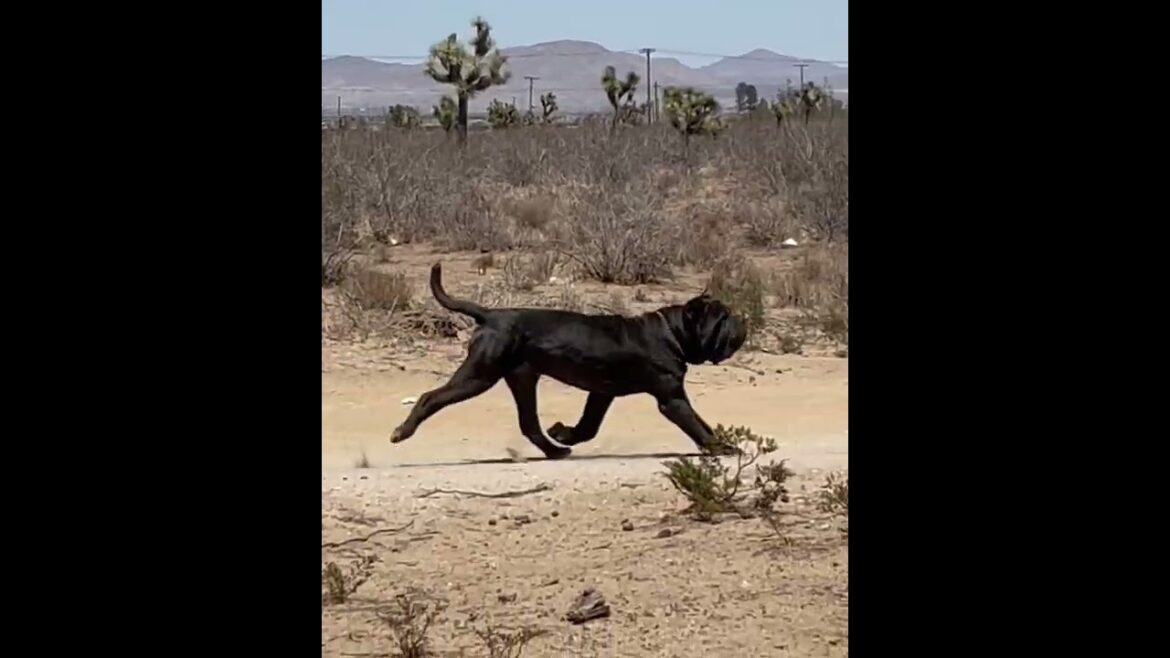 Best Moving Neapolitan Mastiff  in The World GameBred