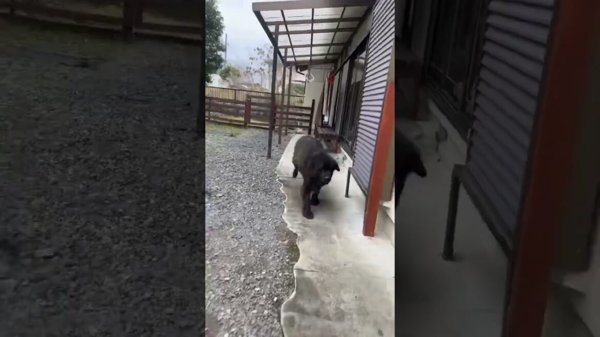 走るボス君🤣怖いけど楽しい🤣 超大型犬 ニューファンドランド 庭の熊さん 大型犬 多頭飼育 グレートデーン 犬との暮らし 猫との暮らし 保護猫 走るボス君🤣怖いけど楽しい🤣 超大型犬 ニューファンドランド 庭の熊さん 大型犬 多頭飼育 グレートデーン 犬との暮らし 猫との暮らし 保護猫