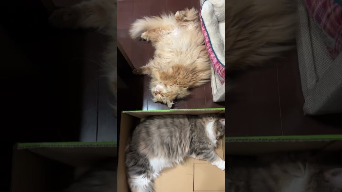 仲良く眠るノルウェージャンフォレストキャットとサイベリアンの姉妹