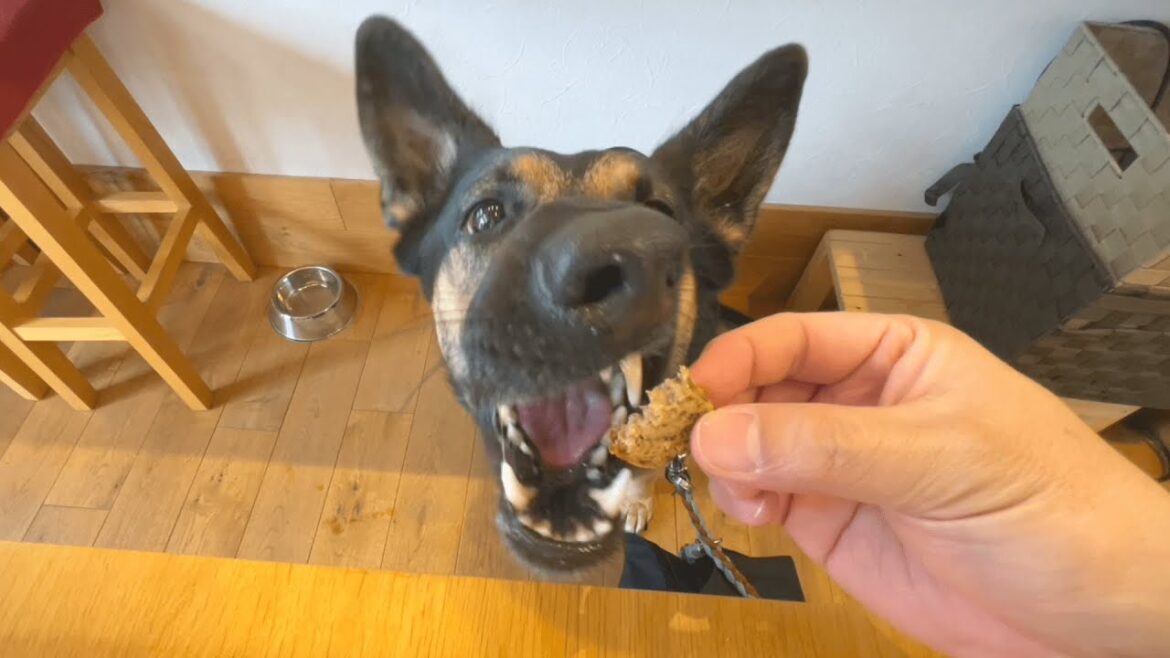 愛犬とケーキを食べに行ったら、想像以上に瞬殺でしたｗ【ジャーマンシェパード】
